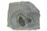Rare Lichid (Acanthopyge) Trilobite - Issomour, Morocco #350440-3